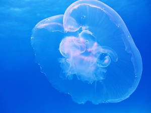 Enjoy The Beauty Of This White Translucent Jellyfish In Its Underwater Environment. Wallpaper