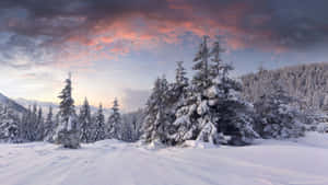 Enjoy The Blissful Winter Wonderland Wallpaper