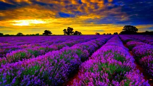 Enjoy The Breathtaking Beauty Of Lavender Fields Wallpaper