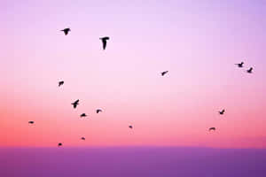 Enjoy The Enchanting Beauty Of Pastel Summer. Wallpaper
