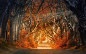 Enjoy The Fall Aesthetic With This Stylish Macbook Laptop Wallpaper