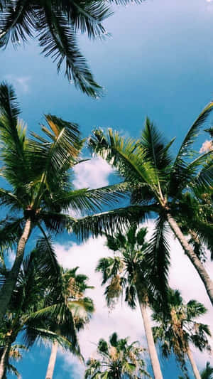 Enjoy The Golden Sunshine Of A California Summer Wallpaper