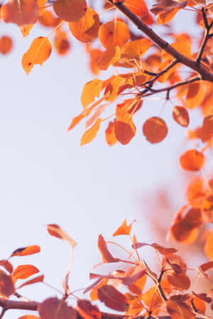 Enjoy The Lovely Colors Of Fall Wallpaper