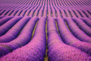 Enjoy The Serenity Of Lavender Fields Wallpaper