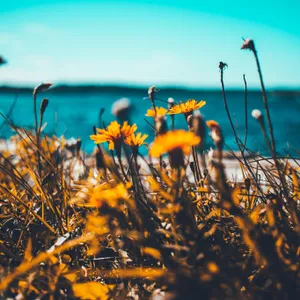 Enjoy The Summer With A Sleek, Modern Ipad Wallpaper