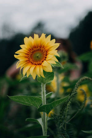 Enjoy The Vibrant Beauty Of Android With This Yellow Sunflower Wallpaper