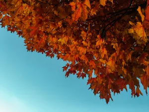 Enjoying A Bright Autumn Day Under The Trees. Wallpaper