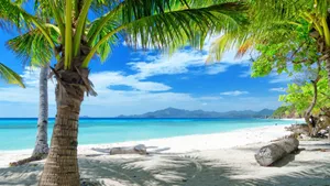 Enjoying Life In Sunny Palm Beach Wallpaper