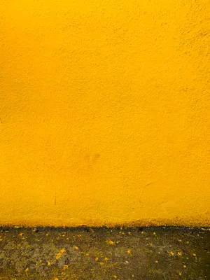 Enjoying The Beauty Of A Bright Yellow Flower Wallpaper