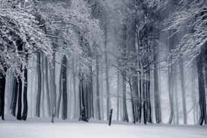 Enjoying The Beauty Of Nature In Winter Wallpaper