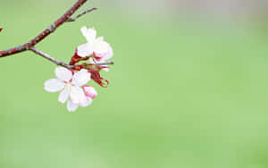 Enjoying The Bursts Of Colors In The Simple Spring Wallpaper