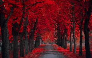 Enjoying The Colorful Autumn Season Among Trees Wallpaper