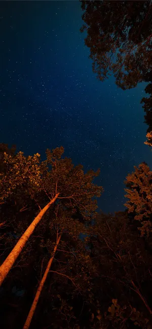 Enjoying The Tranquil Beauty Of A Forest Night Sky With The Iphone 11 Wallpaper
