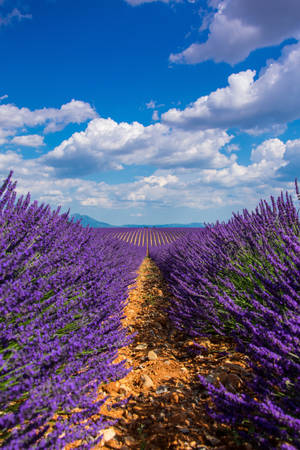 Enjoying The Tranquil Beauty Of A Lavender Field In Bloom Wallpaper
