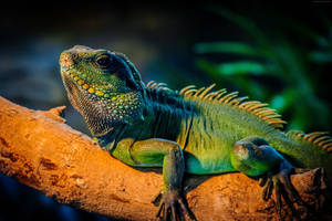 Enormous Green Iguana On Tree Wallpaper