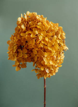 Enthralling Beauty Of Yellow Hydrangea - A Floral Aesthetic Wallpaper