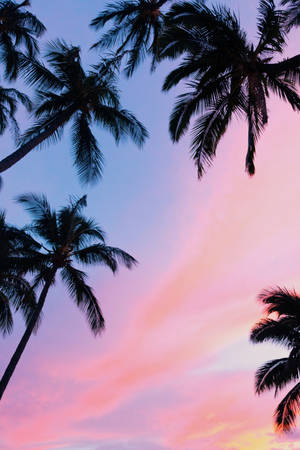 Enthralling View Of Palm Trees Under The Serene Sky Wallpaper