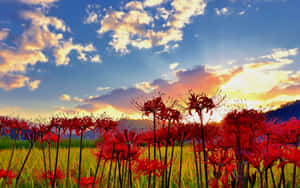 Environment Spider Lilies Field Sunrise Wallpaper