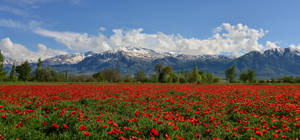 Erzincan Poppy Field Wallpaper