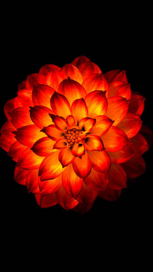 Ethereal Glow Of A Dahlia - Flower Phone Wallpaper Wallpaper