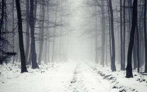 Ethereal Journey Through The Foggy Forest Wallpaper