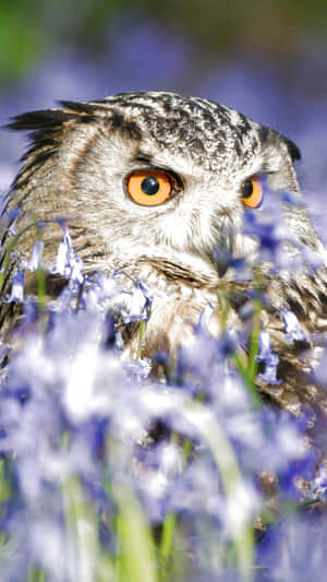 Eurasian Eagle Owl Phone Close Up Shot Wallpaper