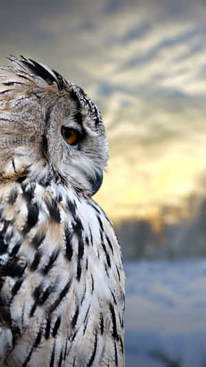 Eurasian Eagle Owl Phone Side Angle Shot Wallpaper