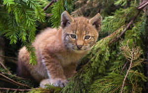 Eurasian Lynx Cubin Nature.jpg Wallpaper