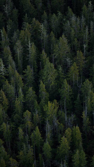 Evergreen Forest Iphone Wallpaper