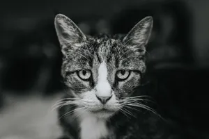 Everyone Has Their Moments - Even Kitties Need A Hug Every Now And Then Wallpaper