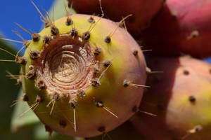 Exotic Beauty Of The Prickly Pear Cactus Wallpaper