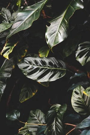 Exotic Dark Leaves [wallpaper] Wallpaper