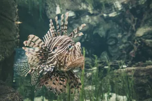 Exotic Fish In The Water Wallpaper