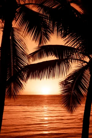 Exotic Palm Tree Sunset [wallpaper] Wallpaper