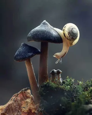 “experience Nature On The Go With The Mushroom Phone” Wallpaper