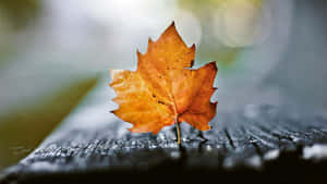 Experience The Beauty Of Autumn With This Stunning Autumn Leaf Wallpaper