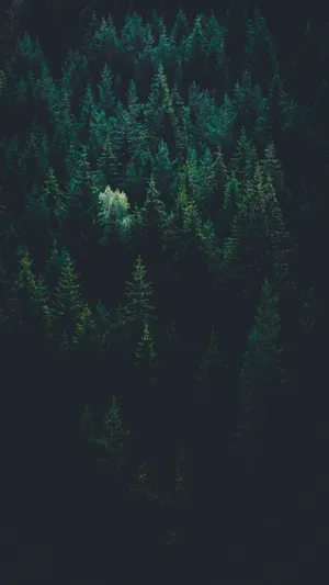 Explore The Mysterious Dark Green Forest Wallpaper