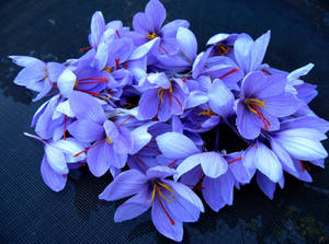 Exquisite Harvest Of Saffron Crocus Wallpaper