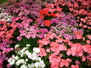 Exquisite Mini Carnation Flowers In Full Bloom Wallpaper