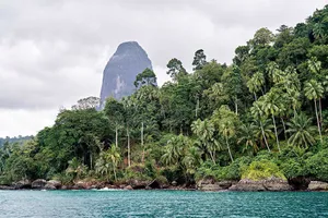 Exquisite Palm Forest In Sao Tome And Principe. Wallpaper