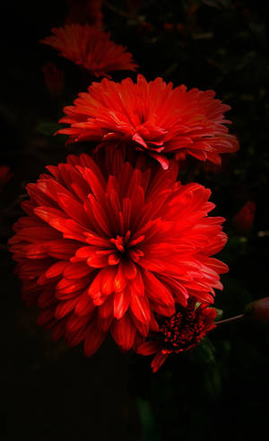 Exquisite Red Dahlia Flowers Wallpaper