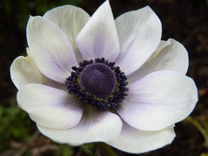 Exquisite White Anemone Flower In Full Bloom Wallpaper