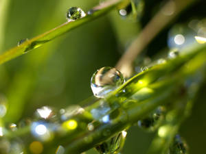 Extreme Close Up Raindrops On Green Grass Wallpaper