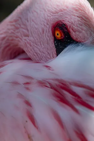 Eye Of A Pink Flamingo Wallpaper