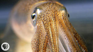 Eye-to-eye With A Cuttlefish Wallpaper