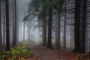 Fairy Grunge Misty Forest Path Wallpaper