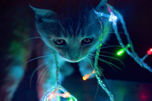 Fairy Lights Cute Cat Hd Wallpaper