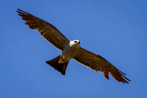 Falcon In Mid Flight Wallpaper