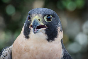 Falcon With Agape Beak Wallpaper