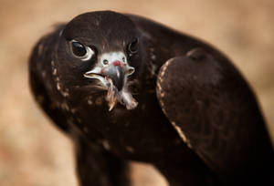 Falcon With Feathers In Beak Wallpaper